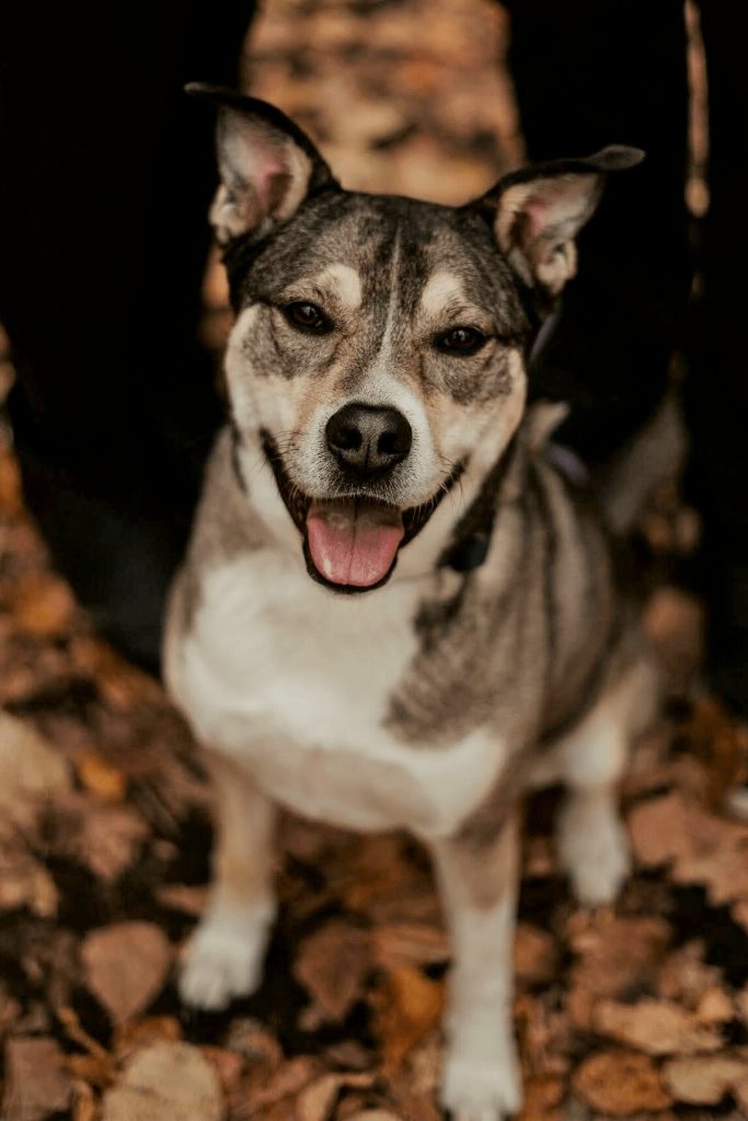 Piper Husky Cross Mix Dog Cove Continuity Advisors